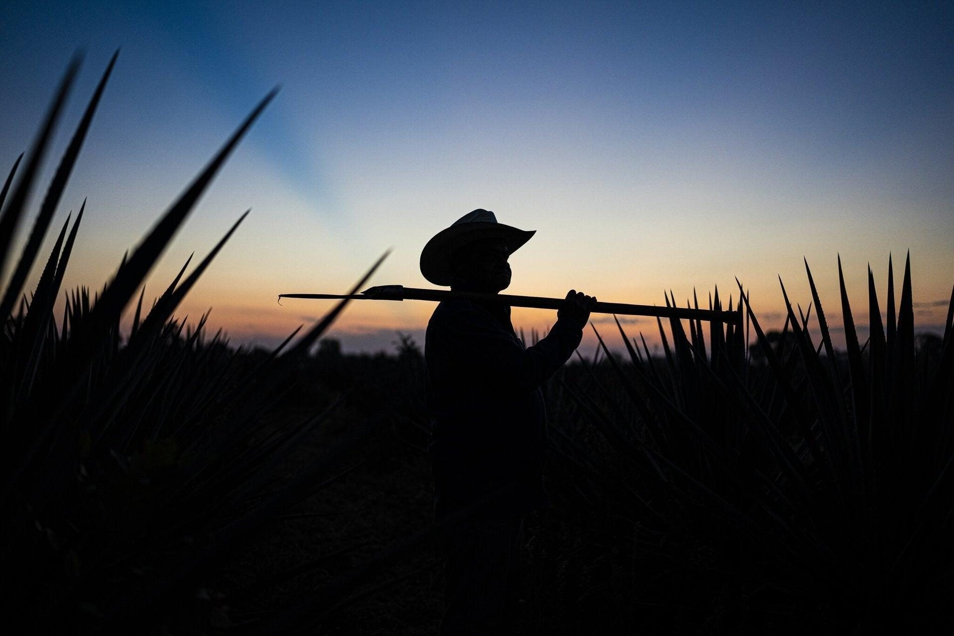 Tour del Mezcal Artesanal